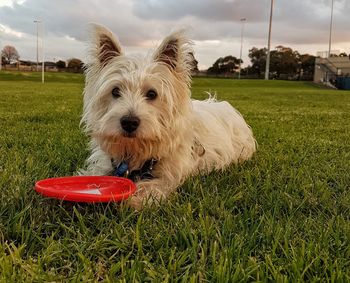 Dog on grass against sky