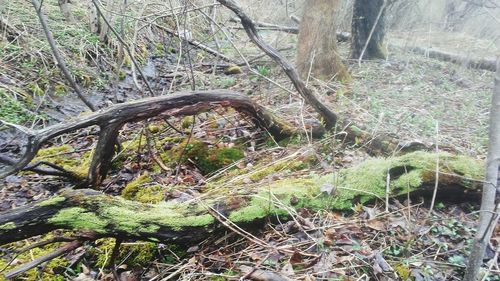 Fallen tree in forest