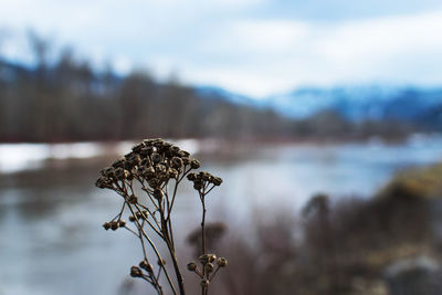 Close-up of wilted plant against sky