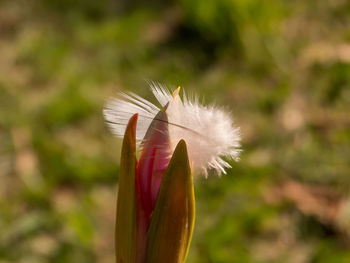Close-up of red flowering plant