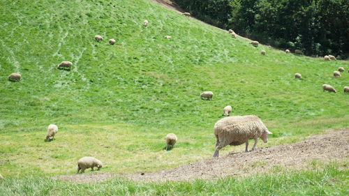 Sheep grazing on grassy field