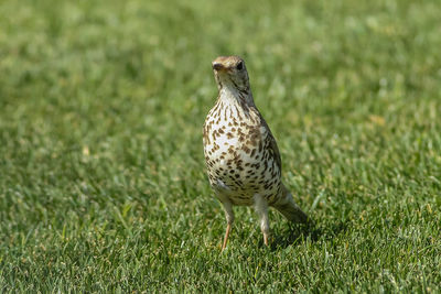 Close-up of bird perching on grass