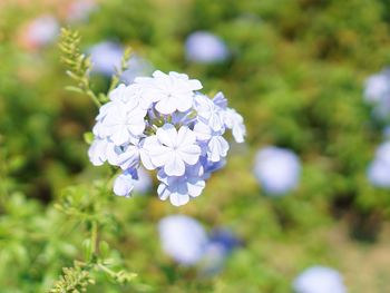 Close-up of purple flowering plant on field