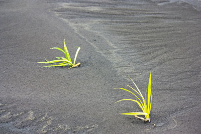 High angle view of small plant growing on land