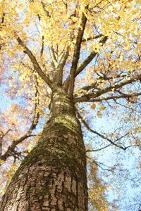 Low angle view of tree against sky