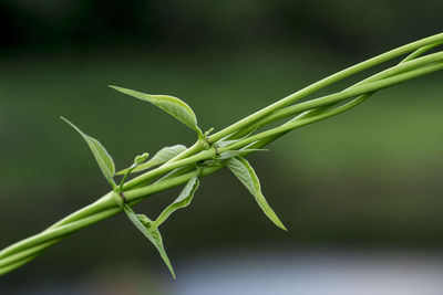 Close-up of fresh green plant