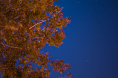 Low angle view of trees against blue sky