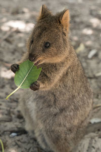 Quokka, setonix brachyurus, image was taken on rottnest island, western australia