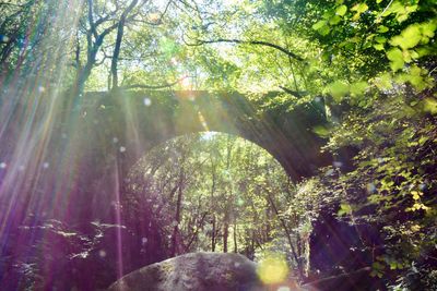 Sunlight streaming through trees in forest