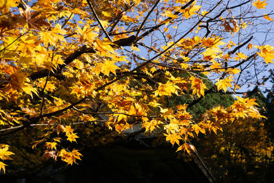 Low angle view of yellow flowering tree during autumn