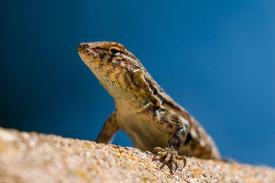 Close-up of lizard