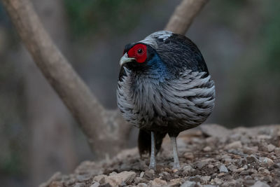 Close-up of bird perching on rock