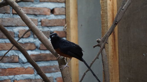 Bird perching on metal fence against wall