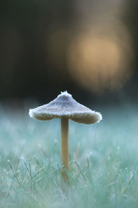 Close-up of mushroom growing on plant