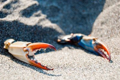 Close-up of crab on beach