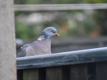 Close-up of pigeon perching on railing