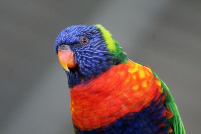 Close-up of rainbow lorikeet.