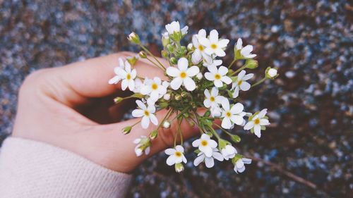 Close-up of hand holding flowers