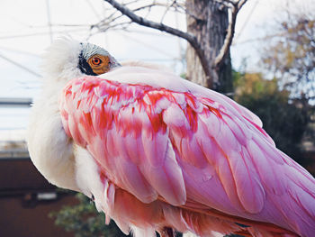 Close-up of spoonbill bird with pink colorful wings