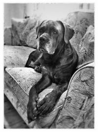 Dog resting on ground