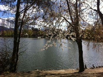 Bare trees by lake