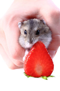 Close-up of hand holding apple against white background