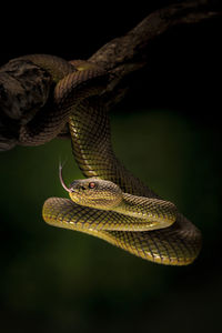 Close-up of snake on branch