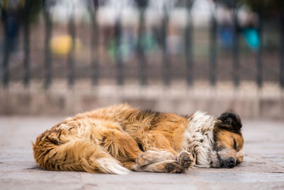 Close-up of a dog sleeping