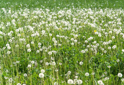 White flowering plants on field