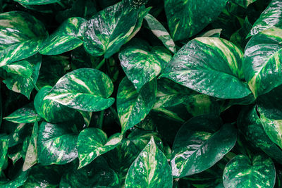 Full frame shot of wet leaves