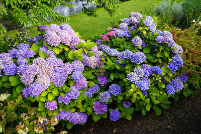 High angle view of purple flowering plants