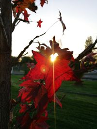 Close-up of red maple leaves against sky during sunset