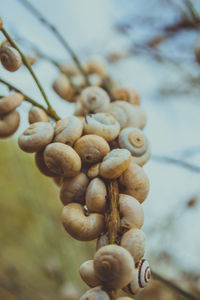 Close-up of snail on plant