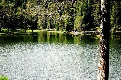 Reflection of trees in water