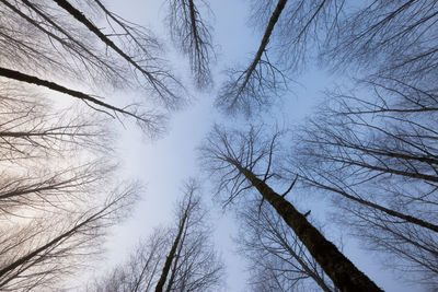 Low angle view of bare trees against clear sky
