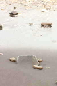 Close-up of crab on beach