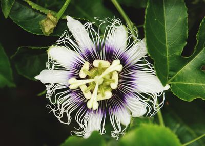 Close-up of purple flower blooming outdoors