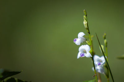 Close-up of purple flowering plant