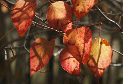 Close-up of red leaves on plant