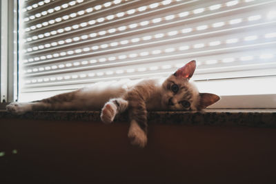 Portrait of cat lying down on window