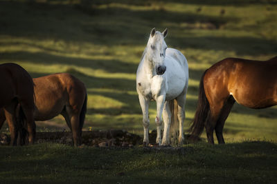 Horses grazing in field