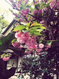 Close-up of pink flowers blooming on tree