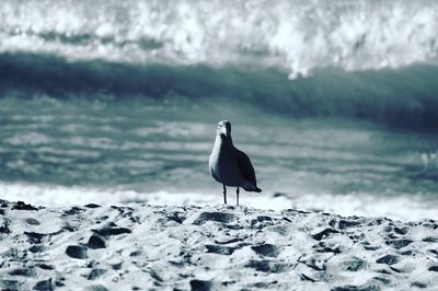 Close-up portrait of a bird