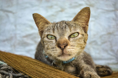 Close-up portrait of tabby cat
