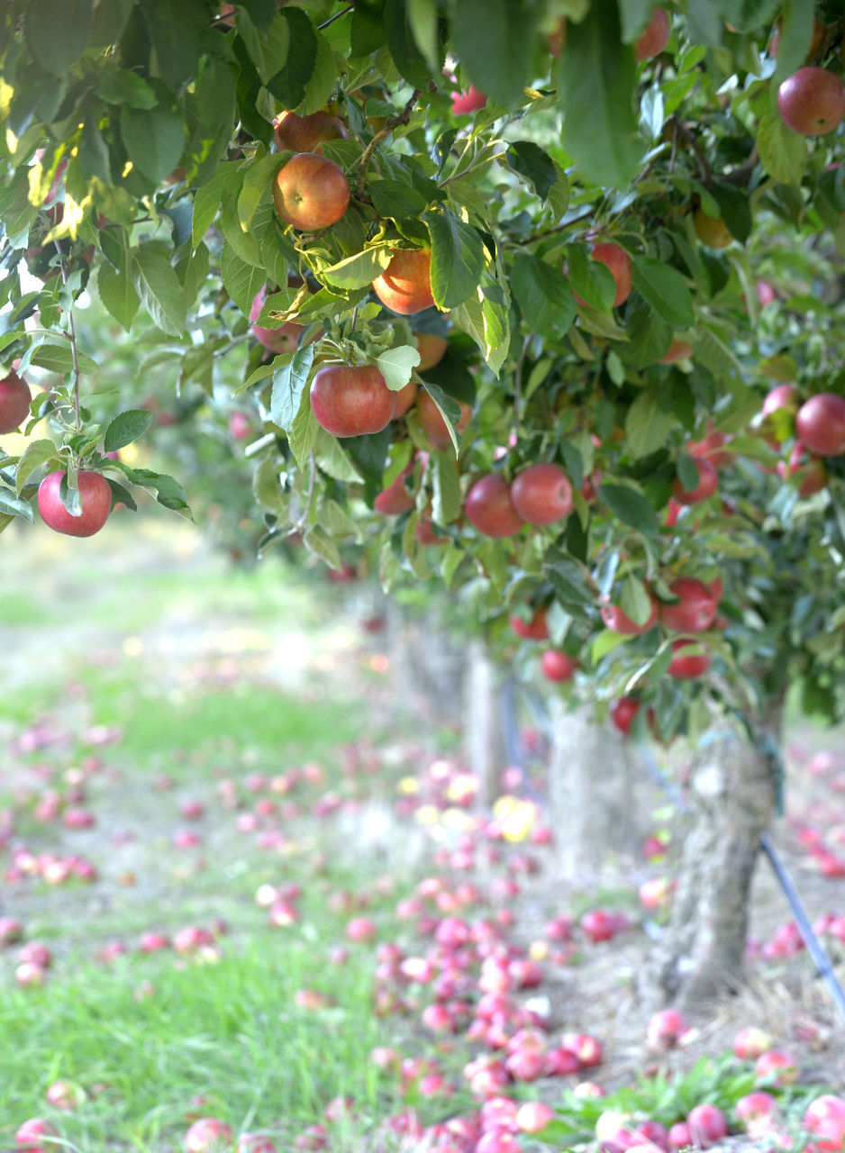 APPLES GROWING ON TREE