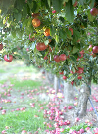 Berries growing on tree