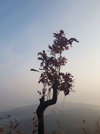 Low angle view of tree against clear sky