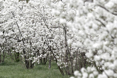 Cherry blossoms in spring