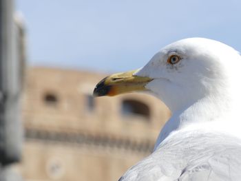 Close-up of seagull against blurred background