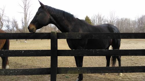 Horse by fence against sky